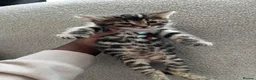 Bengal cats for sale: Beautiful Half Bengal Kittens - Ready Soon - Advert 9