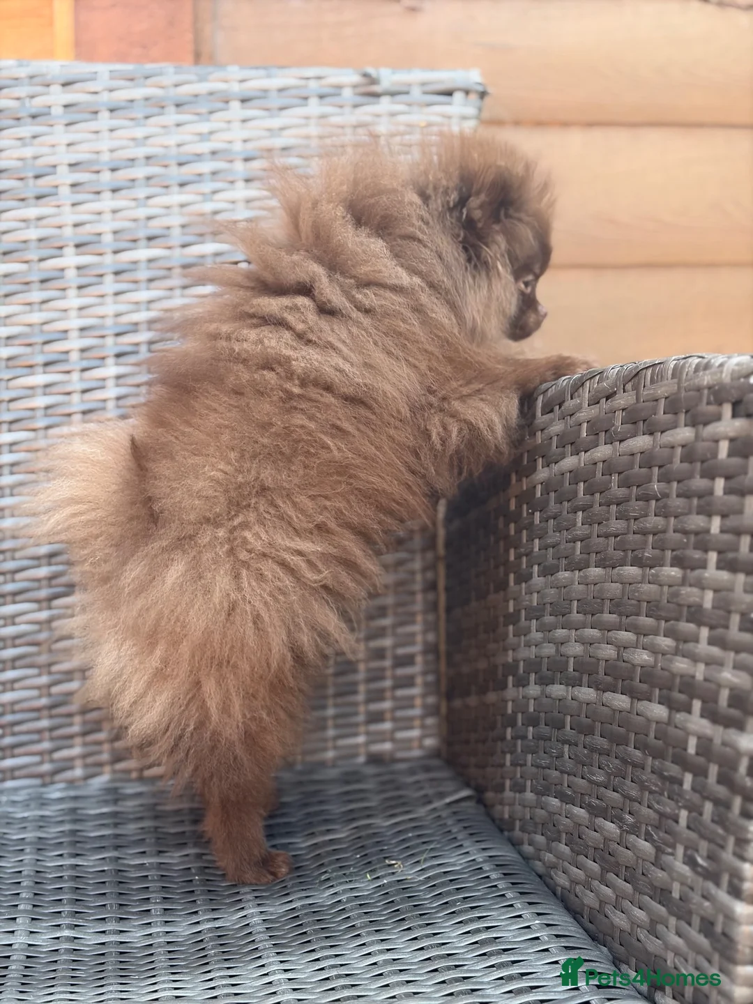 Pomeranian dogs for sale: Amazing Poms teddy bear boy - reduced price  - Advert 2