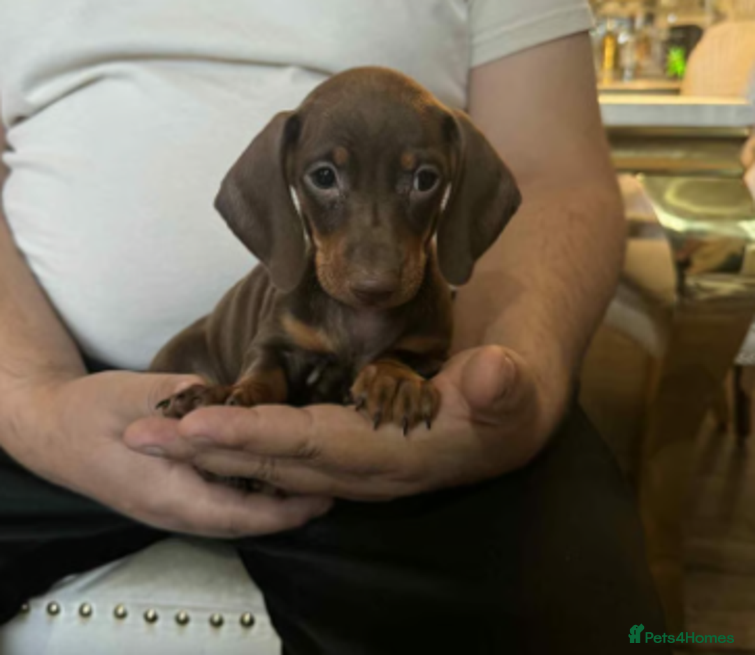 Miniature Dachshund dogs for sale: Adorable Mini Dachshund Puppies for Loving Homes - Image 3