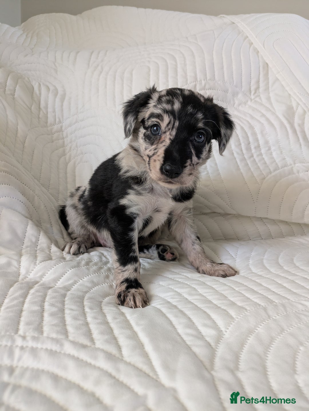 Border Collie dogs for sale: Merle border collie puppy  - Image 3