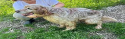 English Setter dogs for adoption: Boss  in Frinton-on-Sea - Advert 3