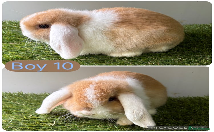 Mini Lop rabbits - Advert 2