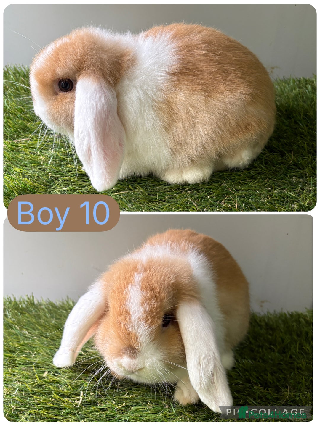 Mini Lop rabbits for sale: Stunning mini lop babies  - Image 1