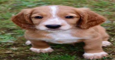Sprocker dogs - Advert 2