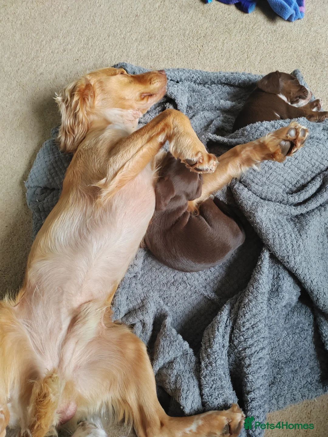 Cocker Spaniel dogs for stud: KC REGISTERED WORKING COCKER SPANIEL FOR STUD in Rhayader - Advert 12