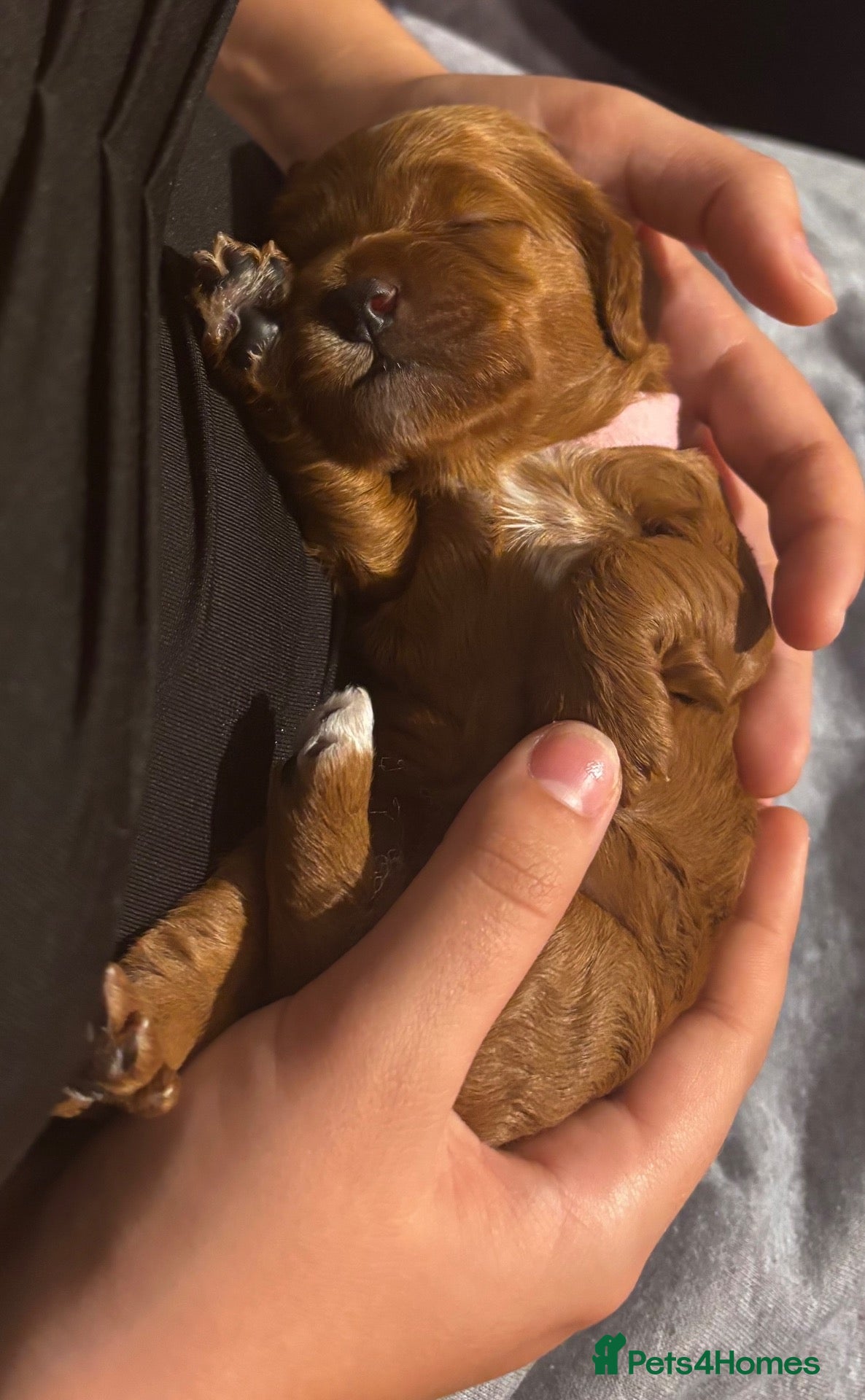 Cockapoo dogs 2 LEFT! Toy F2 Cockapoo Puppies - Poole, VIEW NOW - Advert 2