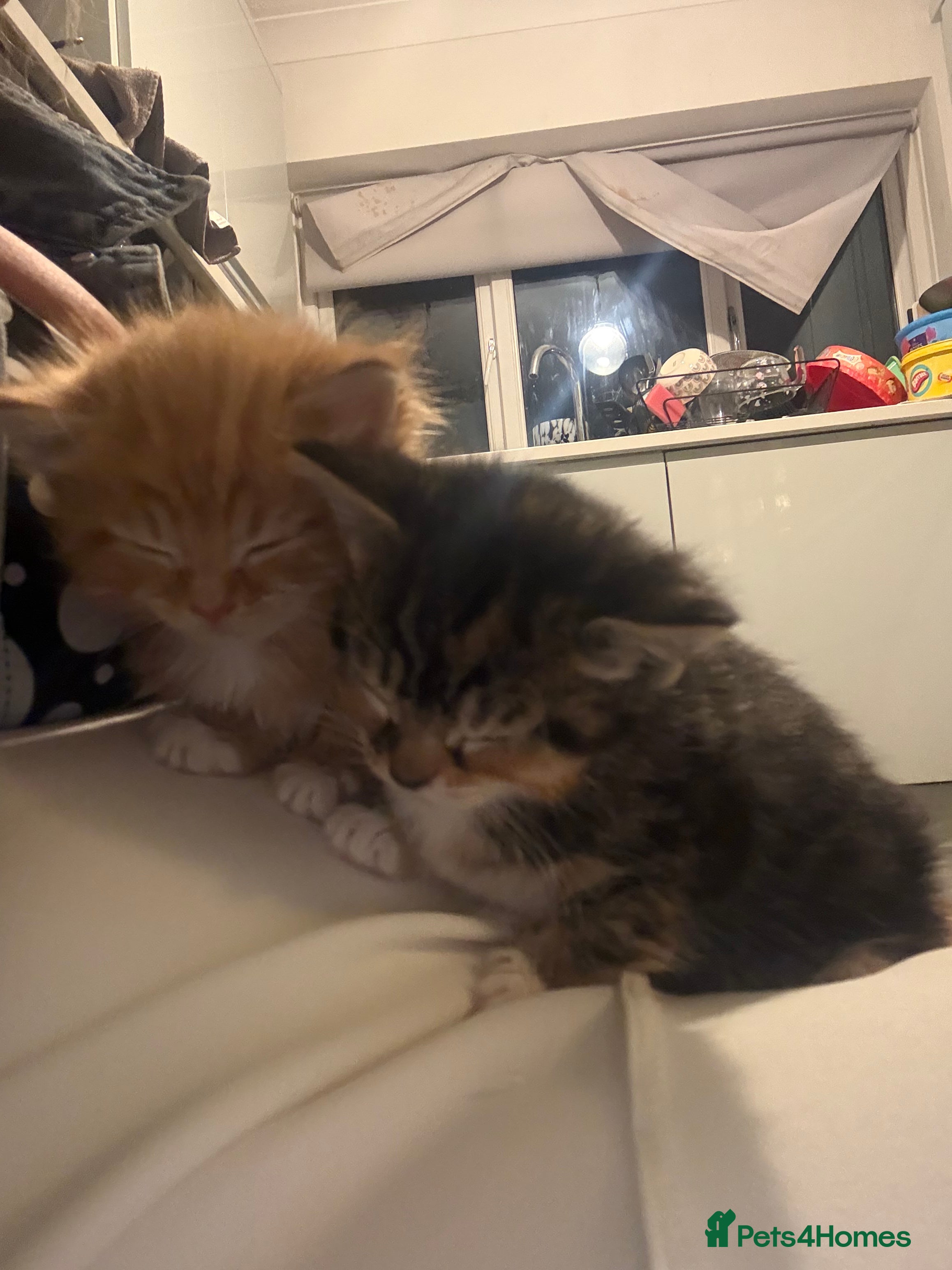 Mixed Breed cats  Stunning, Friendly & Confident Kittens - Advert 2