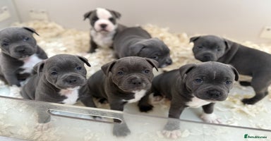 Staffordshire Bull Terrier dogs - Advert 11