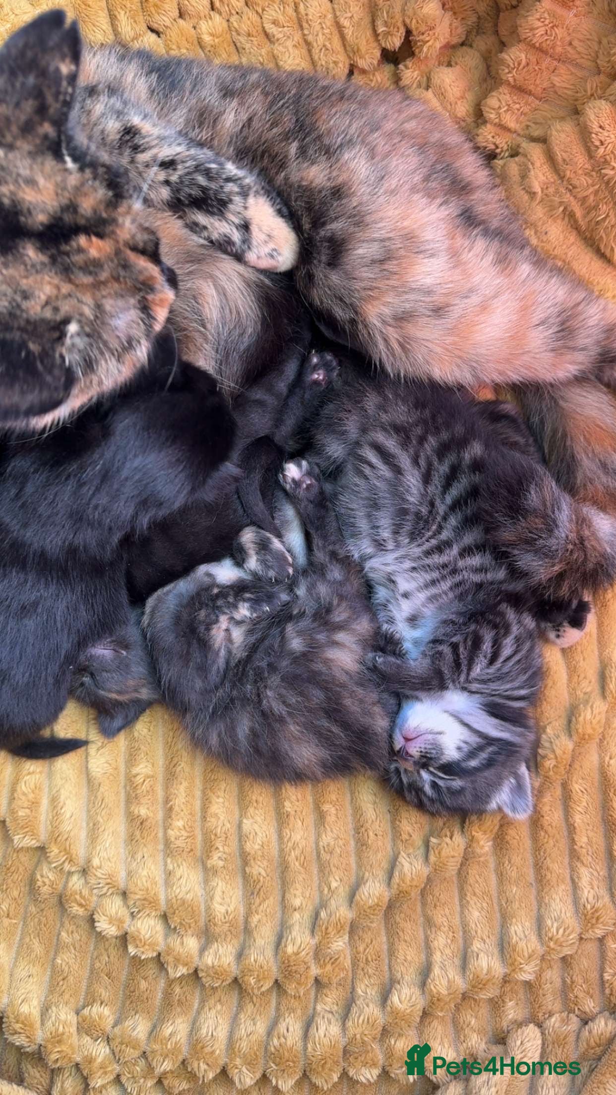 Mixed Breed cats Four gorgeous mixed breed kittens  - Advert 1