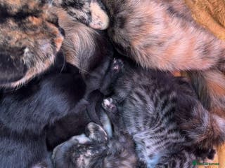 Mixed Breed cats Four gorgeous mixed breed kittens - Advert 1