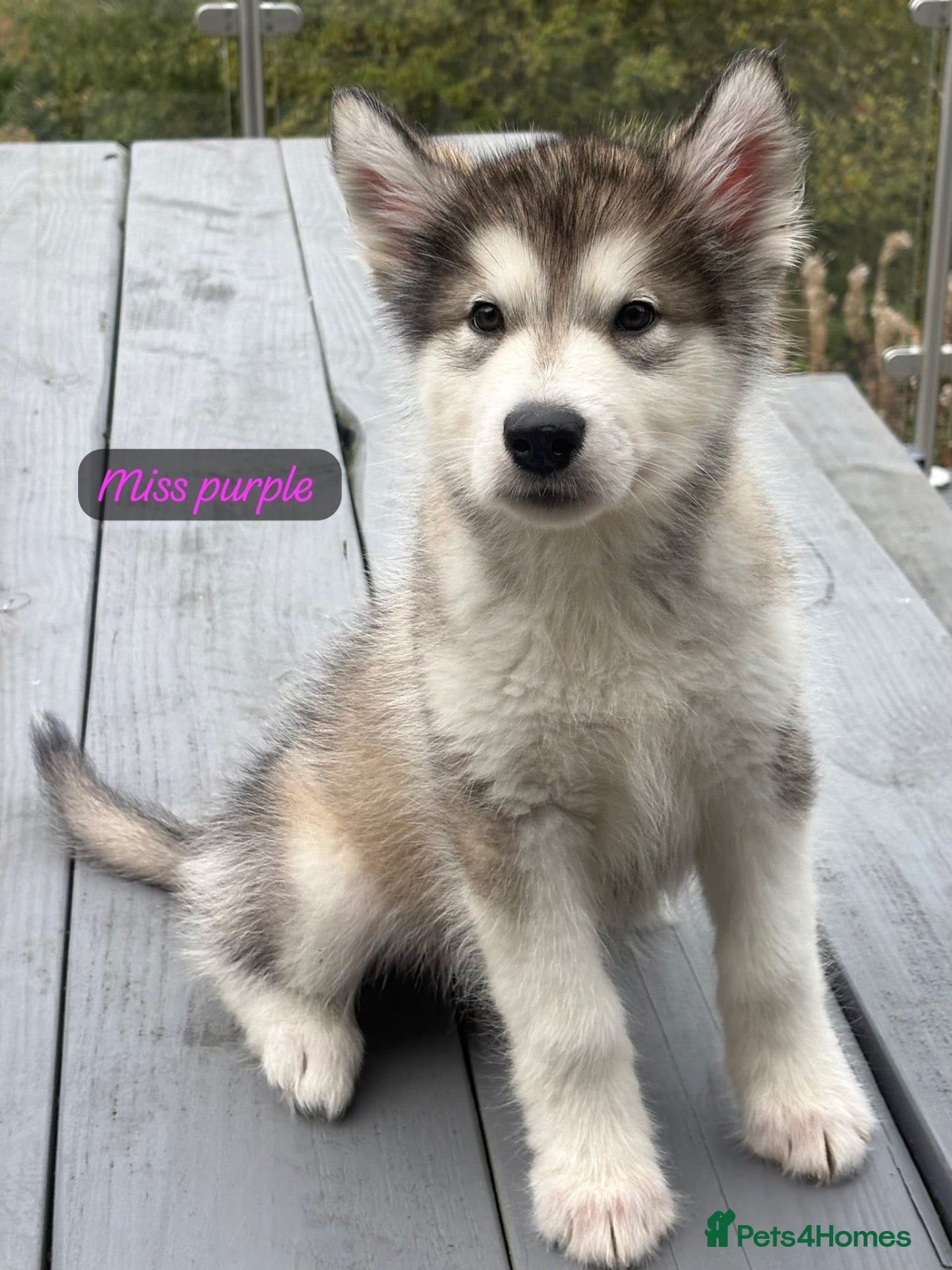 Alaskan Malamute dogs for sale: Champion Line KC Reg Alaskan Malamute Puppies - Advert 1