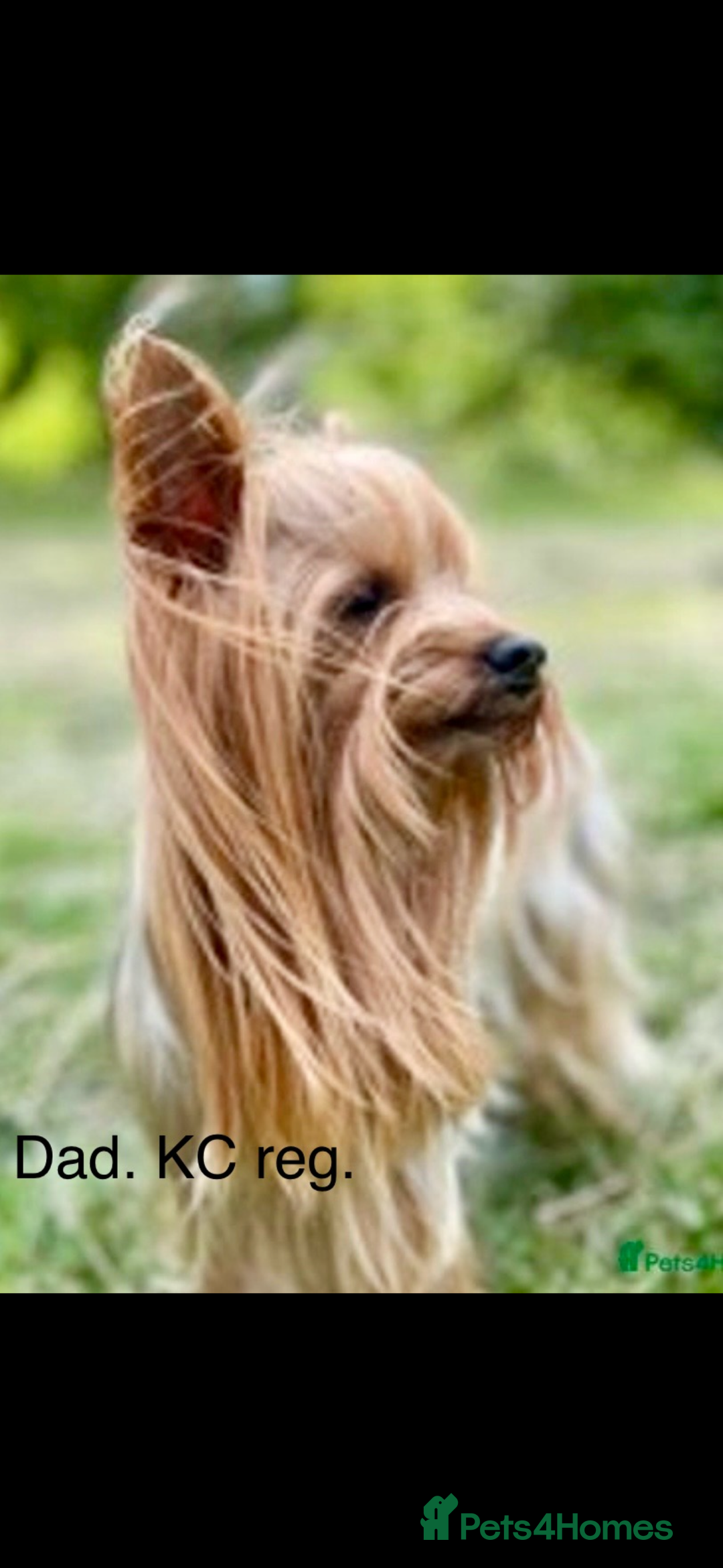 Yorkshire Terrier dogs for sale: Chocolate Merle yorkshire terrier  - Image 11