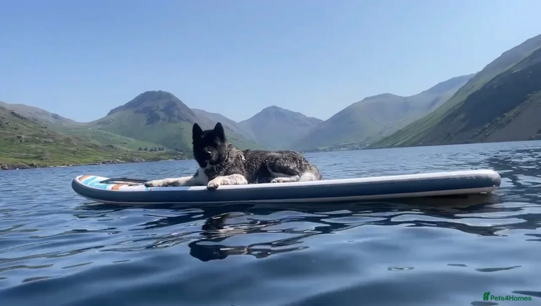 Akita dogs for stud: Looking to breed Bear with another American Akita  - Advert 2