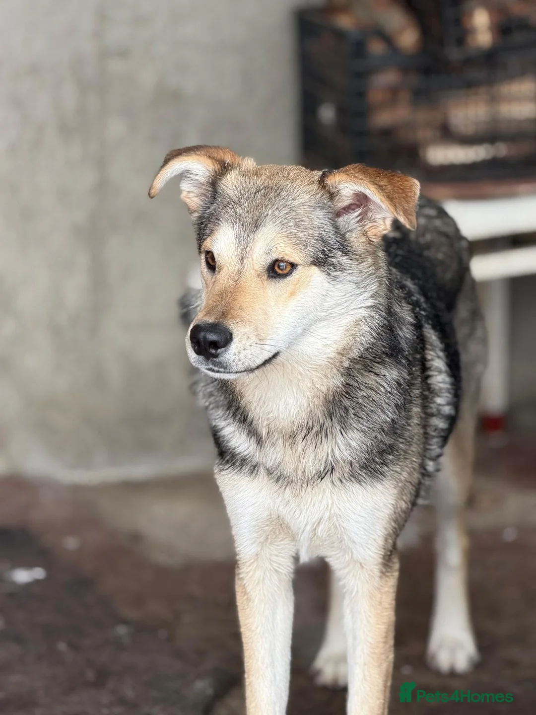 Mixed Breed dogs for adoption: 🐾💛 ANA – A Gentle, Loving Soul for a Loving Home - Advert 1