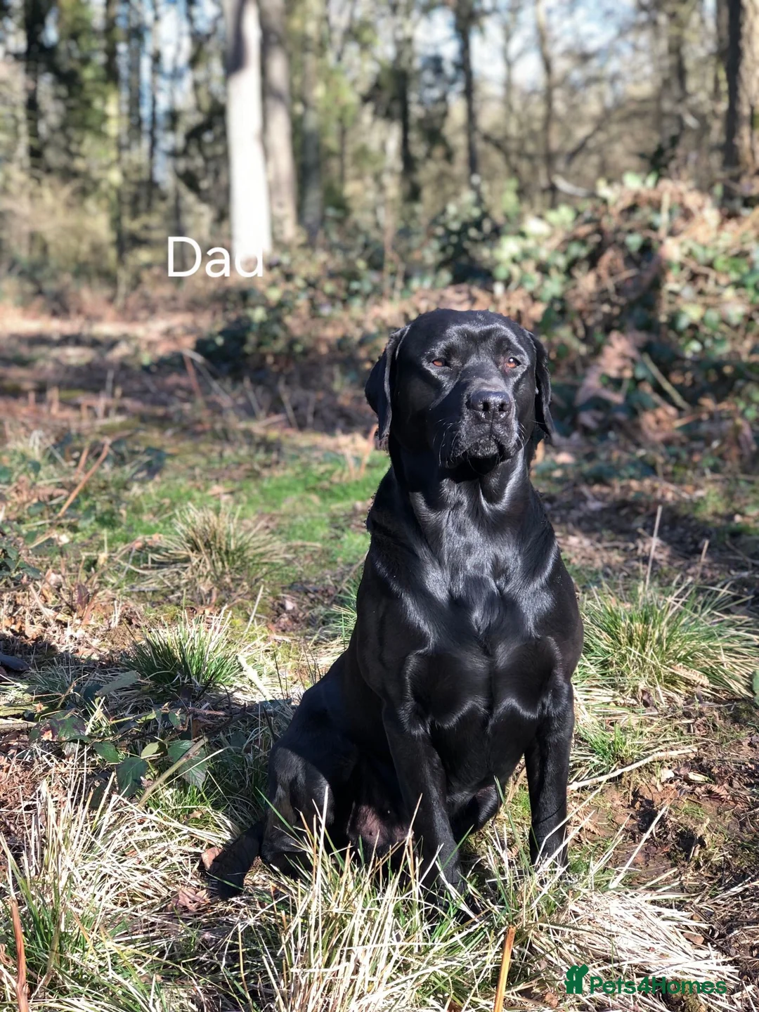 Labrador Retriever dogs for sale: 8 beautiful chunky black KC registered puppies - Advert 30
