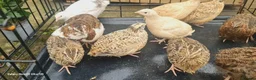 Quail poultry for sale: Jumbo Coturnix Quails and Fertile eggs for sale - Advert 5