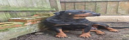 Rottweiler dogs for sale: Kc rottweiler female - Advert 1