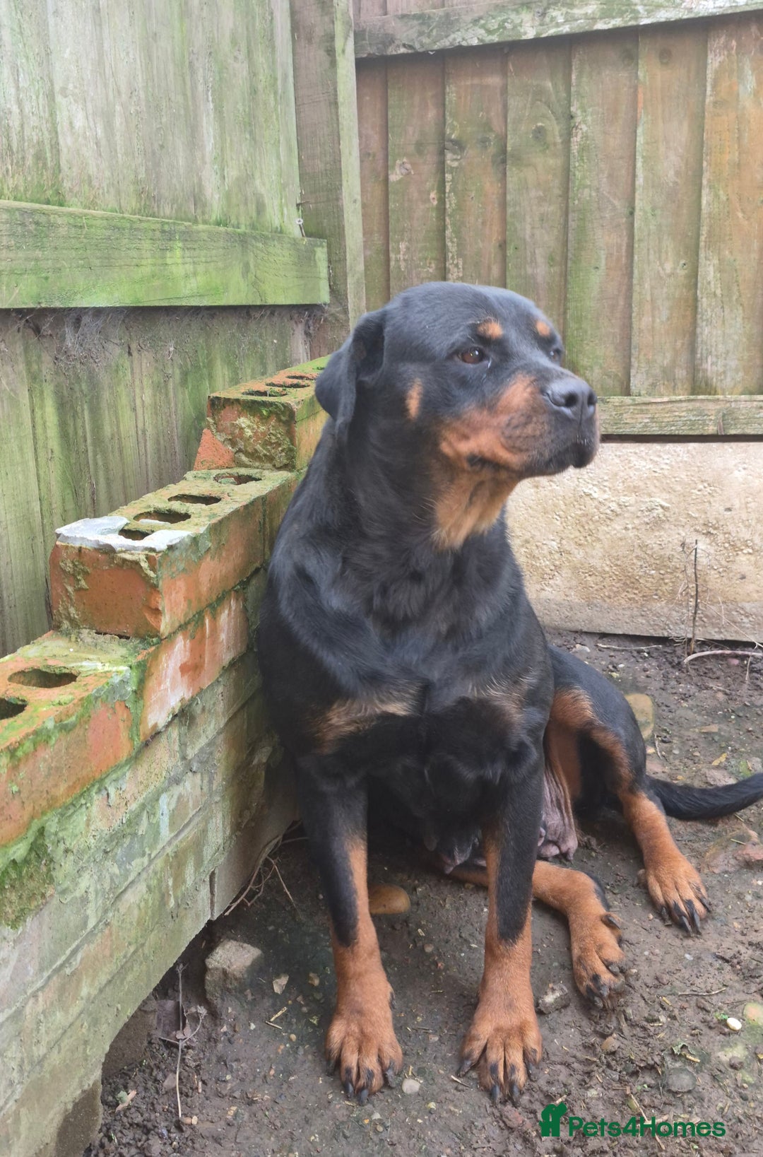 Rottweiler dogs for sale: Kc rottweiler female - Advert 1