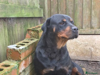 Rottweiler dogs Kc rottweiler female - Advert 8