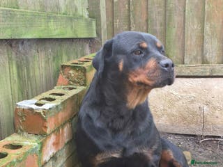 Rottweiler dogs Kc rottweiler female - Advert 13