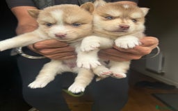 Pomsky dogs for sale: Stunning F4 Pomskies - Image 5