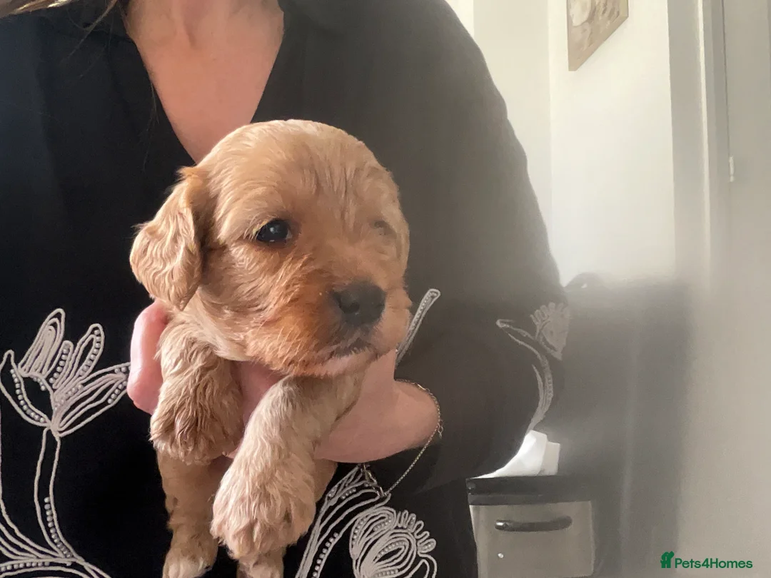 Cavapoo dogs for sale: F1 Cavapoo - Advert 5