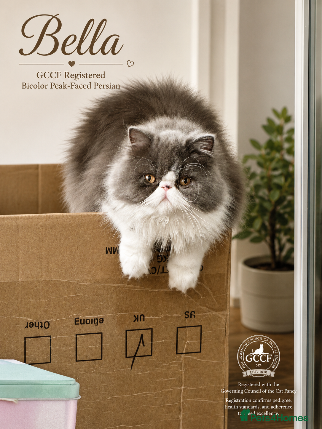 Persian cats for sale: Beautiful GCCF Registered Persian Kittens  - Advert 1