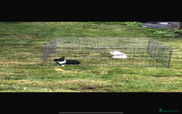 Cashmere Lop rabbits for sale: 2 Adorable rabbits best of friends - Image 6