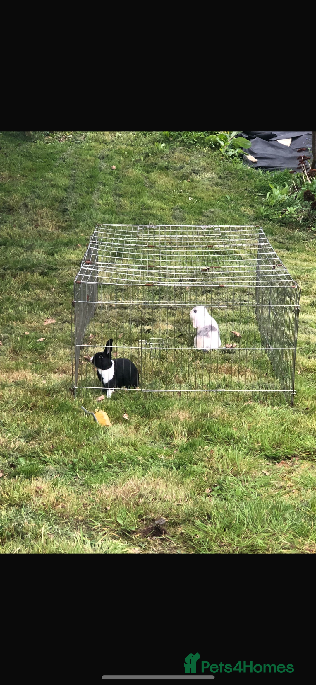 Cashmere Lop rabbits for sale: 2 Adorable rabbits best of friends - Image 6
