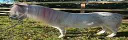 Miniature horses for sale: American Miniature Horse 5 Yrs Gelding - Advert 8