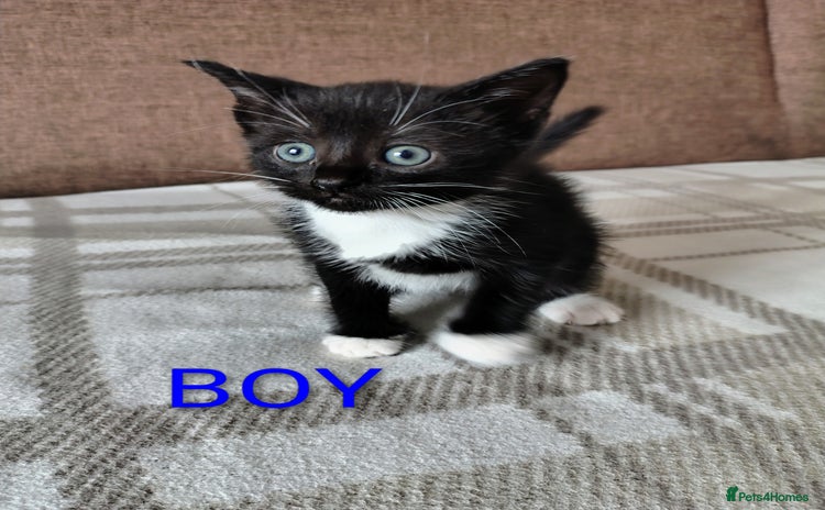 Mixed Breed cats - Advert 1
