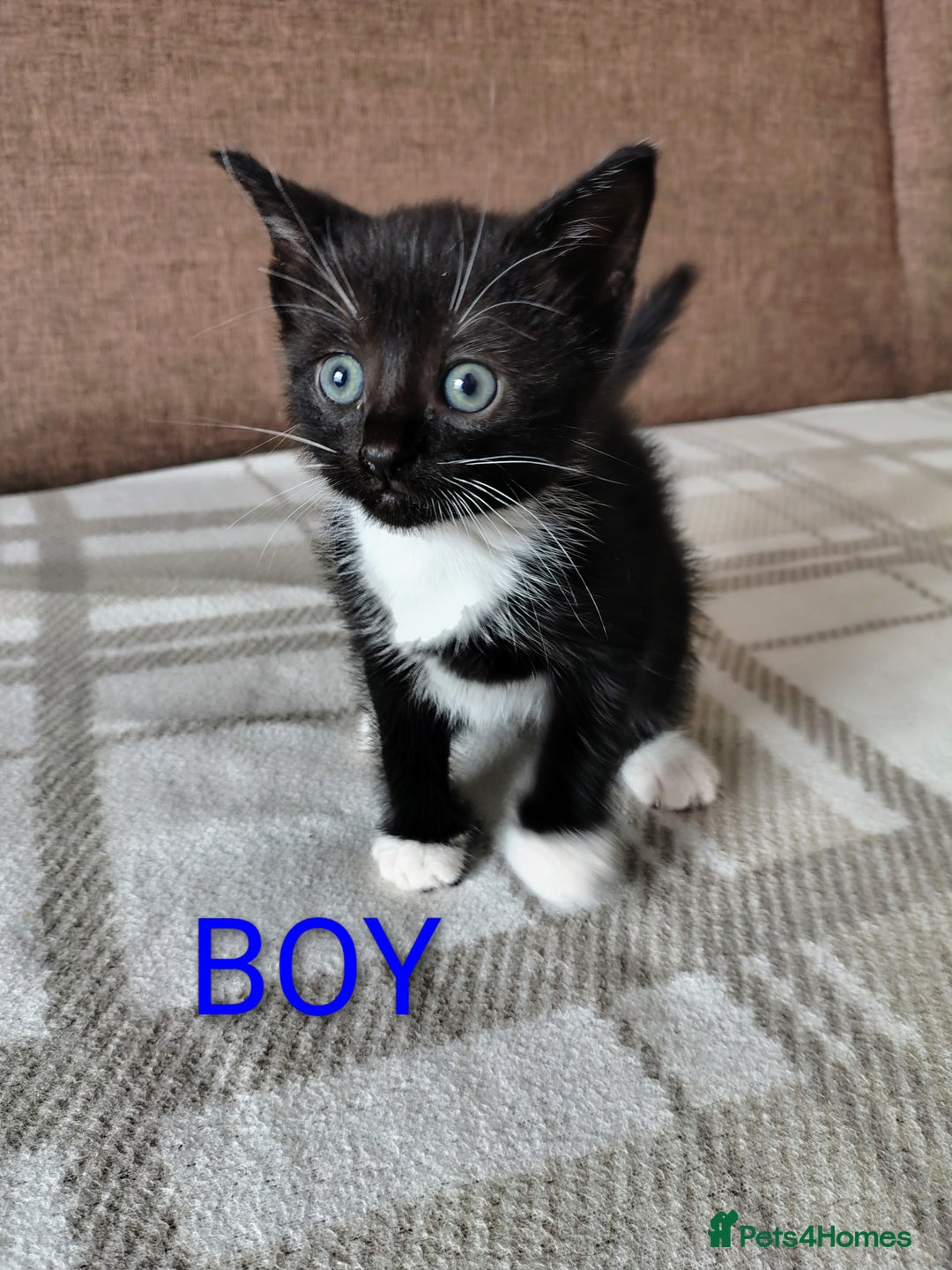 Mixed Breed cats for sale: 5 adorable kittens  - Image 1