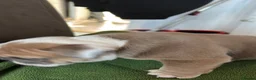 English Bulldog dogs for sale: British bulldogs  in Hebburn - Advert 5