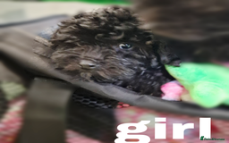Toy Poodle dogs for sale: Asian mini toy poodles - sable , fully vaccinated  - Image 2