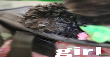 Toy Poodle dogs - Advert 7