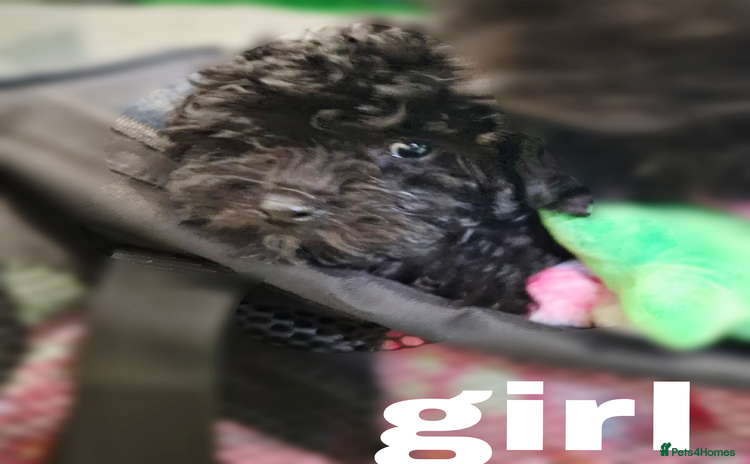 Toy Poodle dogs - Advert 4
