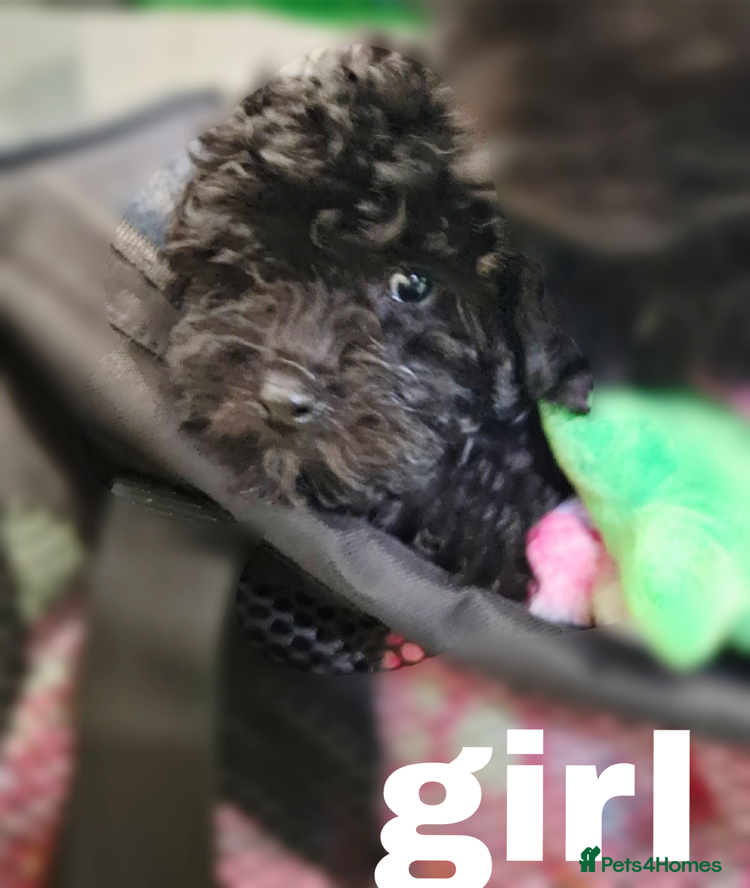 Toy Poodle dogs for sale: Asian mini toy poodles - sable , fully vaccinated  - Image 2