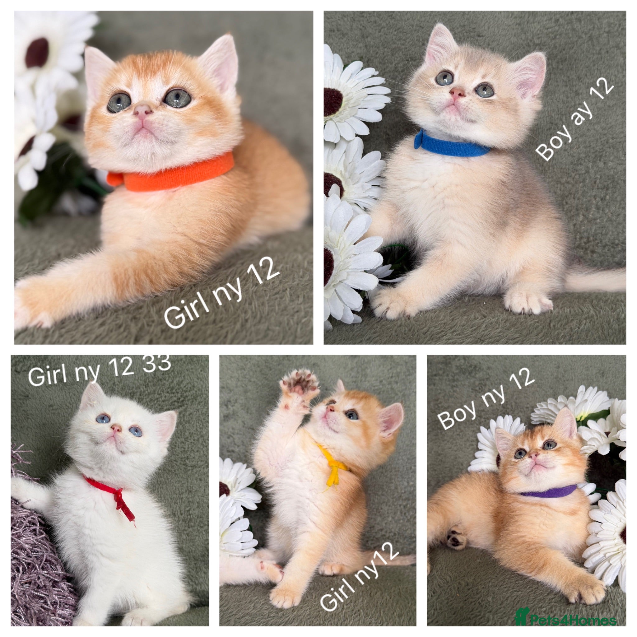British Shorthair cats British Sh golden adorable kittens GCCF  - Advert 9