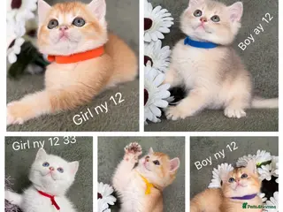 British Shorthair cats British Sh golden adorable kittens GCCF - Advert 4