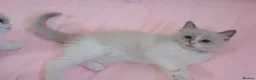 Ragdoll cats for sale: Beautiful Ragdolls  in Oldbury - Advert 30