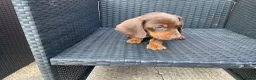 Dachshund dogs for sale: Miniature Dachshund puppies for sale  - Advert 5