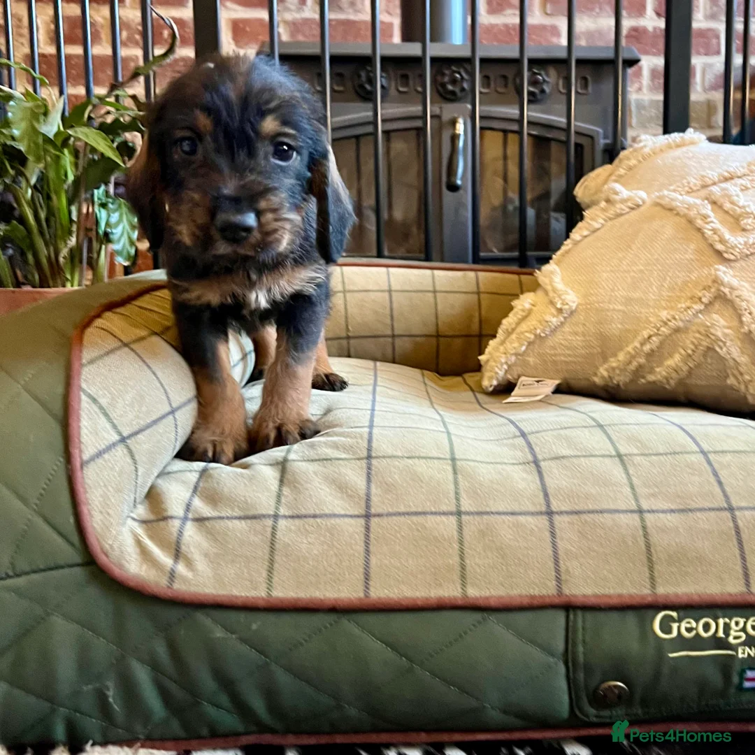 Mixed Breed dogs for sale: Brilliant Bold Working Cocker x Teckel Puppies! - Advert 12