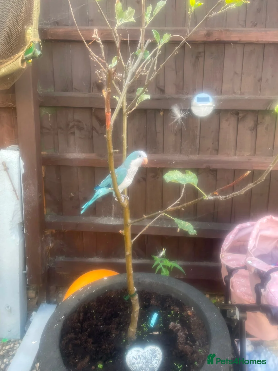 Parrots birds for sale: Quaker parrot  - Advert 2