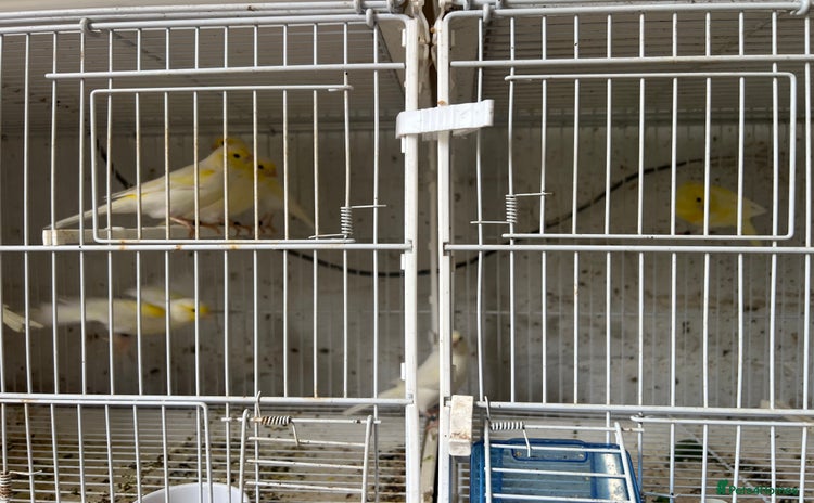 Canaries birds - Advert 2