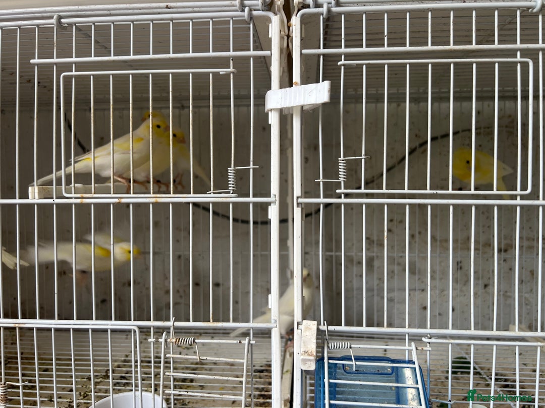 Canaries birds for sale: Yellow Diamorphic Canaries  - Image 1