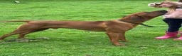 Rhodesian Ridgeback dogs for sale: Wait List Open - Safely Arrived 14th June - Advert 29