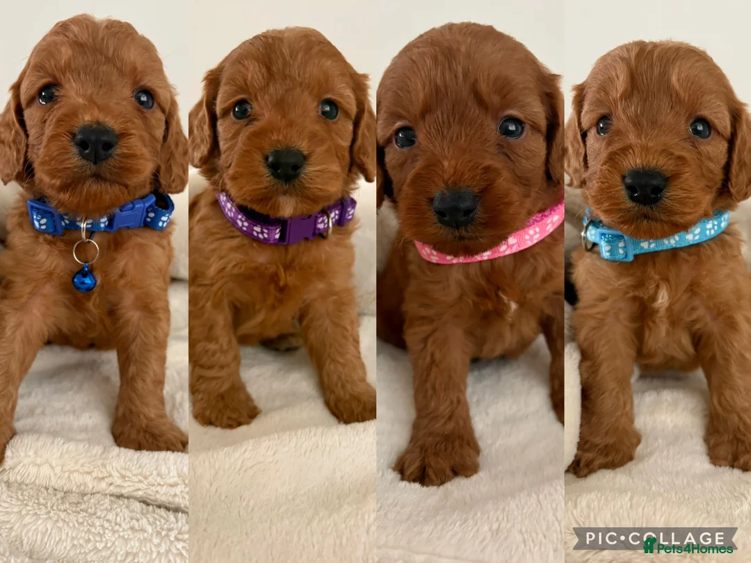 Cockapoo dogs for sale: Health Tested Fox Red Cockapoos - Advert 1