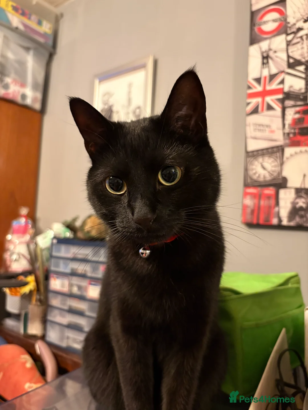 Mixed Breed cats for sale: Jiji - Black Bengal Mix - Advert 4