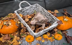 Miniature Dachshund dogs for sale: TRUE MINIATURE DASCHUND BABIES only 5 - Image 6