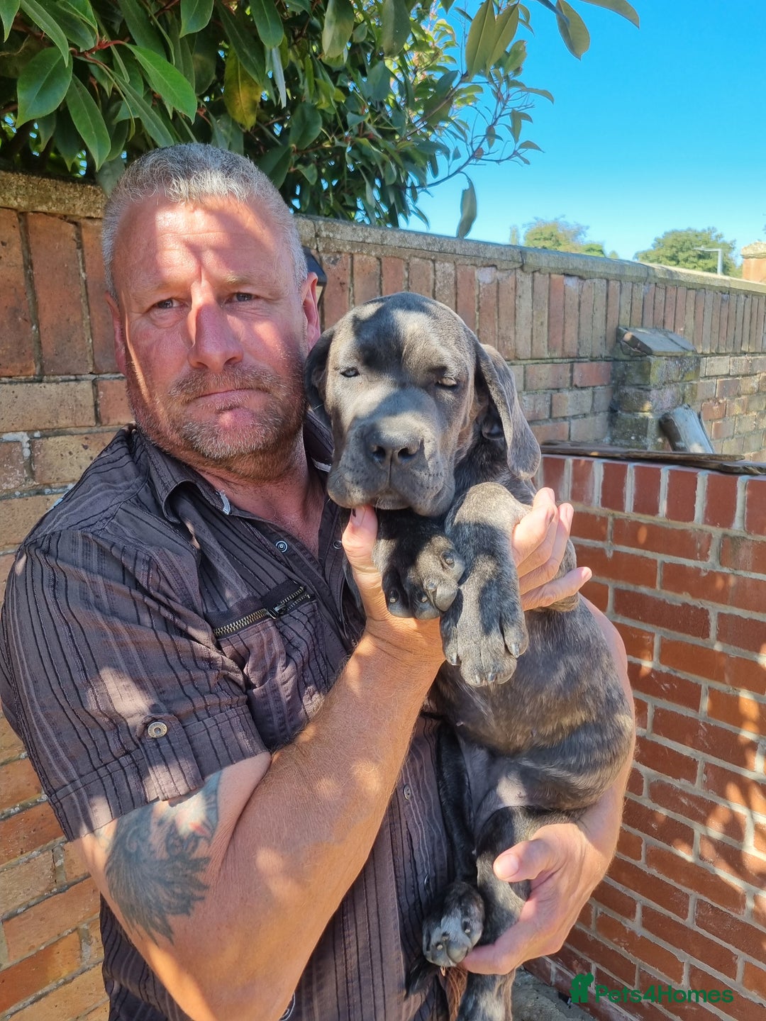 Cane Corso dogs for sale: Italian cane corso puppies  - Image 6